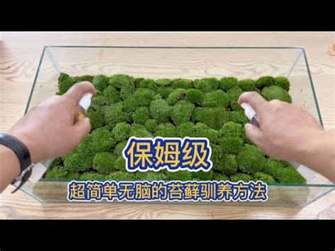 苔蘚養殖|【苔蘚種植懶人包】苔蘚品種介紹+生態瓶教學 附室內種植技巧！